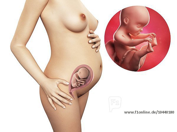 Schwangere. Computergrafik einer nackten Frau  die die Position des Uterus (Gebärmutter) zeigt. Rechts oben ist ein Fötus in der 25. Woche zu sehen Schwangerschaft - Woche 25  Kunstwerk