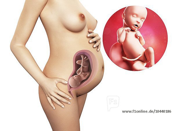 Schwangere. Computergrafik einer nackten Frau  die die Position des Uterus (Gebärmutter) zeigt. Rechts oben ist ein Fötus in der 31. Woche zu sehen Schwangerschaft - 31.