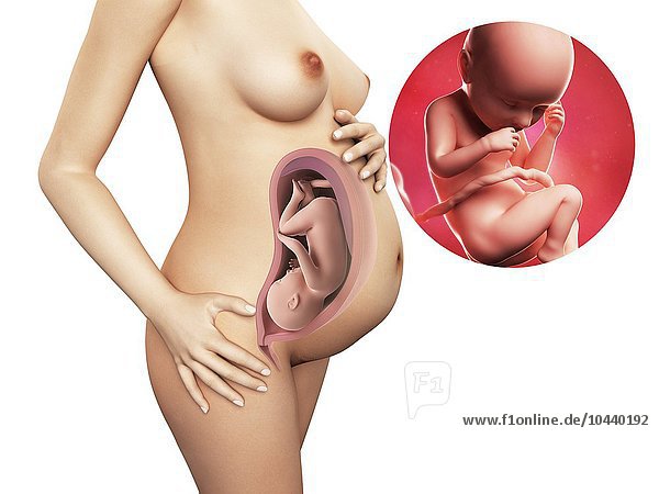 Schwangere. Computergrafik einer nackten Frau  die die Position des Uterus (Gebärmutter) zeigt. Rechts oben ist ein Fötus in der 37. Woche zu sehen Schwangerschaft - 37.