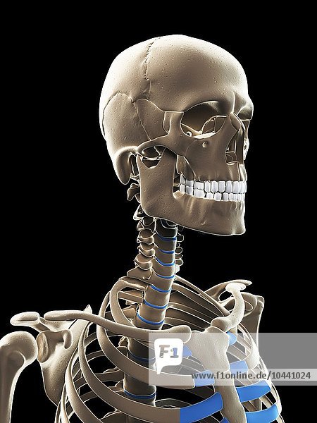 Männliches Skelett  Computergrafik Männliches Skelett  Kunstwerk