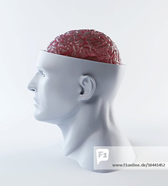 Menschliche Intelligenz oder Psychologie Konzept Illustration  menschliches Gehirn  Kunstwerk