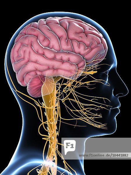 Männliches Nervensystem  Computerbild Männliches Nervensystem  Kunstwerk