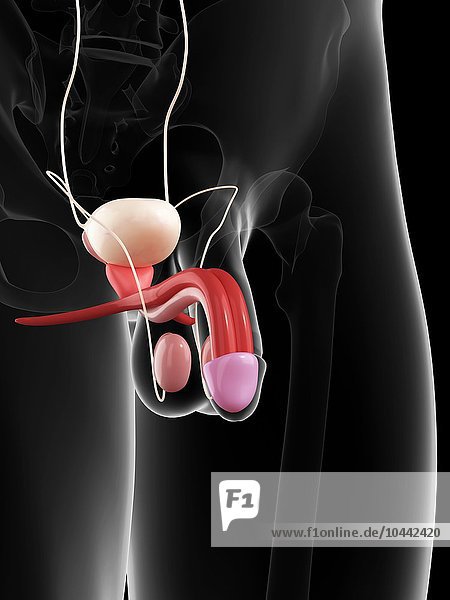 Penis anatomy  computer artwork. Penis anatomy  artwork