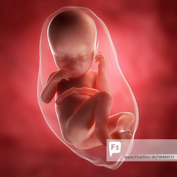 Foetus at 37 weeks  computer artwork. Foetus at 37 weeks  artwork