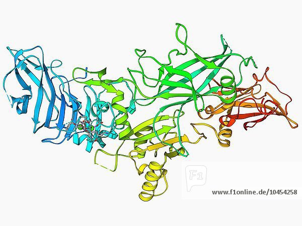 Molekül des Anthrax-Schutzantigens. Computermodell  das die Struktur eines Moleküls des Schutzantigens (PA) zeigt  das von Anthrax-Bakterien (Bacillus anthracis) produziert wird. Milzbrand setzt eine Reihe von drei Proteinen ein  die zusammen als Milzbrandtoxin bezeichnet werden und Zielorganismen angreifen. Das Schutzantigen ist das erste von ihnen und wirkt  indem es eine fertige Pore in der Zellmembran seines Opfers bildet  durch die die beiden anderen Proteine  der Ödemfaktor und der Letalfaktor (nicht abgebildet)  in das Zellinnere gelangen können. Anthrax-Schutzantigen-Molekül