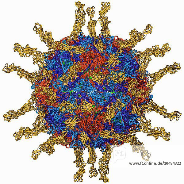 Partikel des menschlichen Poliovirus. Molekulares Modell des Kapsids des humanen Poliovirus. Das Kapsid ist eine Proteinhülle  die die genetische Information (Genom) des Virus umschließt  die als RNA (Ribonukleinsäure) gespeichert ist. Die hervorstehenden Proteine sind Rezeptoren  die es dem Virus ermöglichen  eine Wirtszelle zu erkennen und sich an sie zu binden. Das Poliovirus infiziert Kinder und verursacht Poliomyelitis  eine Krankheit  die in schweren Fällen das Nervensystem schädigt und zu Lähmungen oder zum Tod führt. Humanes Poliovirus  molekulares Modell