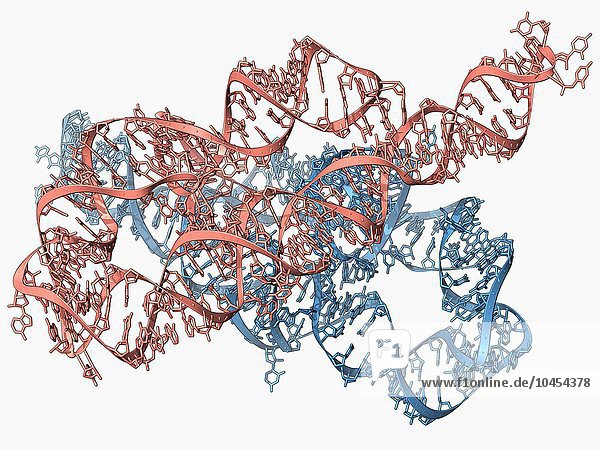 Ribozym-Enzym und RNA  molekulares Modell. Ribozyme sind RNA-Moleküle (Ribonukleinsäure)  die bestimmte biochemische Reaktionen katalysieren. Bis zu ihrer Entdeckung in den 1980er Jahren dachte man  dass nur Proteine diese Fähigkeit besitzen. Die meisten Ribozyme katalysieren ihre eigene Spaltung oder die anderer RNAs  aber einige haben auch Aufgaben innerhalb der Ribosomen  dem Ort der Proteinsynthese. Ribozym und RNA
