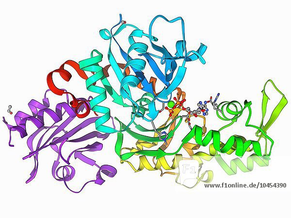 Beta-Actin. Molekulares Modell des an Profilin gebundenen Zytoskelettproteins Beta-Actin. Das Zytoskelett hält die Form der Zellen aufrecht  ermöglicht eine gewisse zelluläre Mobilität und ist am intrazellulären Transport beteiligt. Profilin ist am Wachstum und an der Umstrukturierung der Aktinfilamente beteiligt. Beta-Actin-Molekül