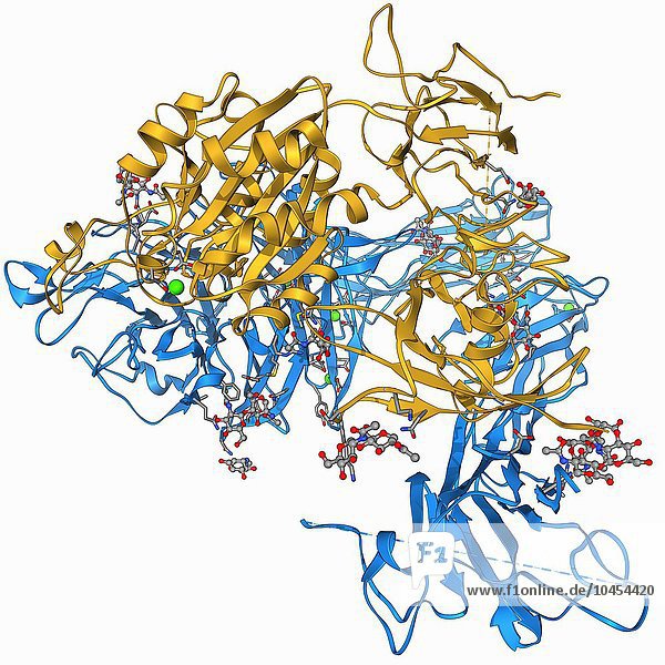 Integrin. Molekulares Modell des Integrin-Proteins alpha-v beta-3. Dies ist ein Transmembranprotein  das auf Blutplättchen vorkommt. Es besteht aus zwei Untereinheiten
