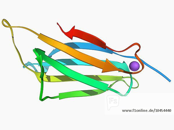 Mikroglobulin-Protein. Molekulares Modell des Proteins Beta-2-Mikroglobulin. Dieses Protein mit einer relativ geringen Molekülmasse gehört zur Familie der Immunglobulinproteine. Es ist ein Zelloberflächenprotein  das auf fast allen Zellen des Körpers zu finden ist. Es kann zu Fasern aggregieren und Amyloid-Ablagerungen bilden  insbesondere bei Langzeitdialysepatienten. Mikroglobulin-Protein  molekulares Modell