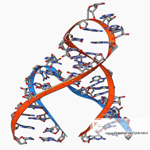 Hammerhead-Ribozym  molekulares Modell. Ribozyme sind RNA-Moleküle (Ribonukleinsäure)  die bestimmte biochemische Reaktionen katalysieren. Bis zu ihrer Entdeckung in den 1980er Jahren dachte man  dass nur Proteine diese Fähigkeit besitzen. Die meisten Ribozyme katalysieren ihre eigene Spaltung oder die anderer RNAs  aber einige haben auch Aufgaben innerhalb der Ribosomen  dem Ort der Proteinsynthese. Hammerhead-Ribozym-Molekül