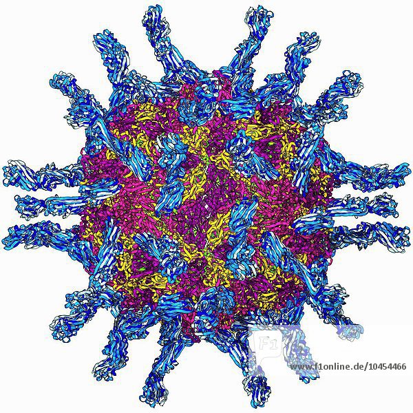 Partikel des menschlichen Poliovirus. Molekulares Modell des Kapsids des humanen Poliovirus. Das Kapsid ist eine Proteinhülle  die die genetische Information des Virus (Genom) umschließt  die als RNA (Ribonukleinsäure) gespeichert ist. Die hervorstehenden Proteine sind Rezeptoren  die es dem Virus ermöglichen  eine Wirtszelle zu erkennen und sich an sie zu binden. Das Poliovirus infiziert Kinder und verursacht Poliomyelitis  eine Krankheit  die in schweren Fällen das Nervensystem schädigt und zu Lähmungen oder zum Tod führt. Humanes Poliovirus  molekulares Modell