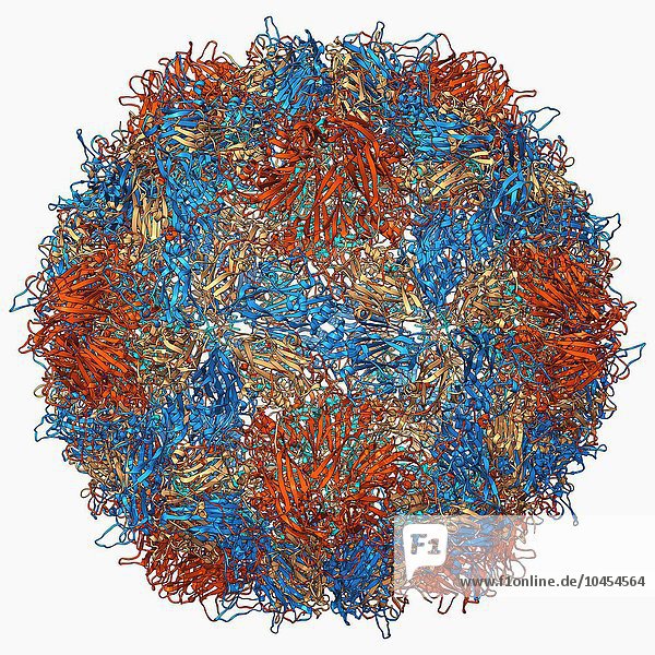Poliovirus Typ 3 Kapsid  molekulares Modell. Dieses Enterovirus verursacht beim Menschen Poliomyelitis (Kinderlähmung)  die das Nervensystem angreift und manchmal zu Lähmungen führt. Die drei Typen rufen ähnliche Symptome hervor. Bei Viren ist das Kapsid die Proteinhülle  die das genetische Material umschließt. Ein Kapsid besteht aus Untereinheiten  den so genannten Kapsomeren  die sich selbst zu der hier gezeigten Hülle zusammenfügen. Diese Hülle hat eine annähernd kugelförmige Form und weist eine ikosaedrische Symmetrie auf. Eine der Funktionen des Kapsids besteht darin  die Übertragung des genetischen Materials des Virus in die Wirtszellen zu unterstützen. Die Zellmechanismen werden dann zur Produktion neuer Viruspartikel genutzt. Poliovirus Typ 3 Kapsid  molekulares Modell