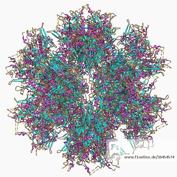 Adenovirus-Penton-Basisprotein  molekulares Modell. Bei diesem Proteinmolekül handelt es sich um eine Untereinheit  die als Penton bezeichnet wird und die Eckpunkte des Kapsids dieses Adenovirus bildet. Diese Penton-Base ist ein Polymer  das aus 523 Aminosäuren besteht. Das Penton ist Teil der Kapsidstruktur  die an der Zellmembran anhaftet und die Übertragung des viralen genetischen Materials in die Wirtszelle unterstützt. Diese Penton-Basisstruktur wurde für das humane Adenovirus 2 (hAd2) modelliert. Es gibt viele Arten von Adenoviren. Sie verursachen häufig Infektionen der oberen Atemwege  die vor allem bei Kindern zu erkältungsähnlichen Symptomen führen. Adenovirus-Penton-Base-Protein
