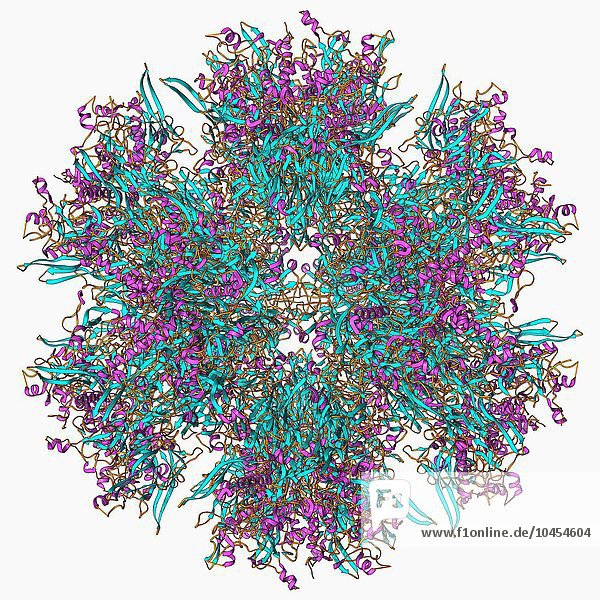 Adenovirus-Penton-Basisprotein  molekulares Modell. Bei diesem Proteinmolekül handelt es sich um eine Untereinheit  die als Penton bezeichnet wird und die Eckpunkte des Kapsids dieses Adenovirus bildet. Diese Penton-Base ist ein Polymer  das aus 523 Aminosäuren besteht. Das Penton ist Teil der Kapsidstruktur  die an der Zellmembran anhaftet und die Übertragung des viralen genetischen Materials in die Wirtszelle unterstützt. Diese Penton-Basisstruktur wurde für das humane Adenovirus 2 (hAd2) modelliert. Es gibt viele Arten von Adenoviren. Sie verursachen häufig Infektionen der oberen Atemwege  die vor allem bei Kindern zu erkältungsähnlichen Symptomen führen. Adenovirus-Penton-Base-Protein