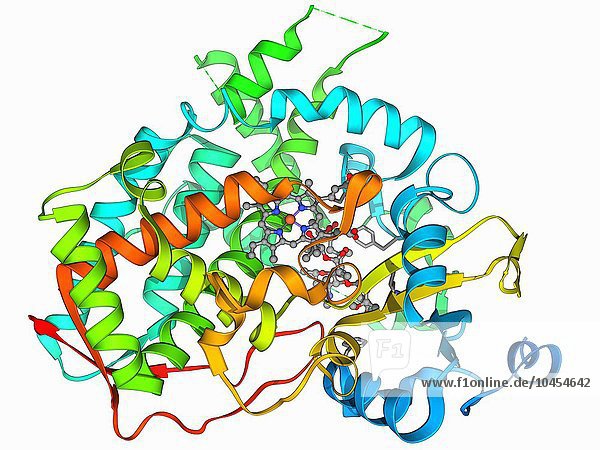 Cytochrom P450 und Erythromycin. Molekulares Modell des menschlichen Cytochroms P450 im Komplex mit dem Antibiotikum Erythromycin. Dieses Protein spielt eine entscheidende Rolle im Stoffwechsel von Tieren (einschließlich Menschen)  Pilzen  Pflanzen und Bakterien. Es gibt viele verschiedene Arten von Cytochrom-P450-Proteinen  die jedoch alle eine ähnliche Funktion haben