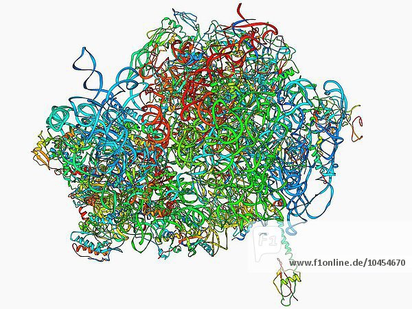 70S-Ribosom. Molekulares Modell eines 70S-Ribosomenkomplexes mit einer Shine-Dalgarno-Helix  dem Bindungspunkt der mRNA (Boten-Ribonukleinsäure). Ribosomen bestehen aus Protein und RNA (Ribonukleinsäure). In Bakterien besteht jedes Ribosom aus einer kleinen (30S)-Untereinheit und einer großen (50S)-Untereinheit. Sie sind der Ort der Translation  des Prozesses der Proteinsynthese. 70S-Ribosom  molekulares Modell
