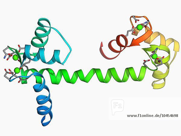 Calcium-bindendes Protein. Molekülmodell des kalziumbindenden Proteins Calmodulin (CaM). Dieses Protein ist in allen eukaryontischen Zellen zu finden  wo es die Aktivitäten zahlreicher kalziumbindender Enzyme reguliert und modifiziert. Zu den zellulären Prozessen  die CaM beeinflusst  gehören Muskelkontraktion  Entzündung  Immunantwort und Gedächtnis.