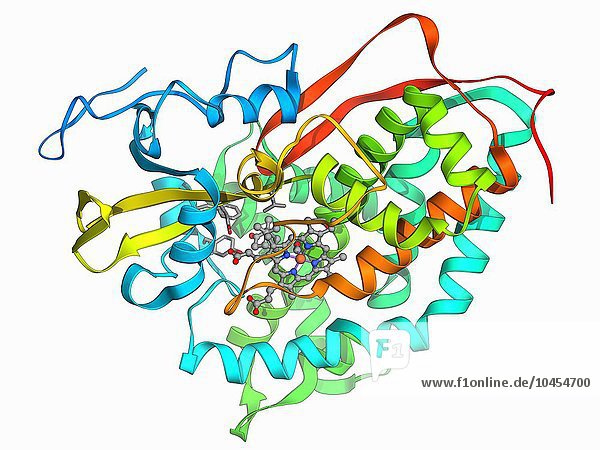 Cytochrom-P450-Komplex. Molekulares Modell eines Komplexes  der aus Cytochrom P450  Kohlenmonoxid und Kampfer besteht. Cytochrommoleküle führen Oxidations- und Reduktionsreaktionen für den Elektronentransport durch  eine Reaktionskette  die für die Energieversorgung zellulärer Prozesse verwendet wird  die Energie benötigen. Da Cytochrome einen wichtigen Schritt in der Energieerzeugung darstellen  sind sie in allen lebenden Organismen zu finden  egal wie einfach oder komplex sie sind. Cytochrom-P450-Komplex