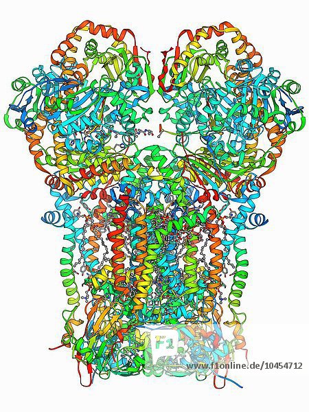 Cytochrom BC1  Molekulares Modell. Cytochrom-Moleküle führen Oxidations- und Reduktionsreaktionen für den Elektronentransport durch  eine Kette von Reaktionen  die für die Energiegewinnung in den Zellen benötigt werden. Da Cytochrome einen wichtigen Schritt bei der Energieerzeugung darstellen  sind sie in allen lebenden Organismen zu finden  egal wie einfach oder komplex sie sind. Cytochrom BC1-Molekül