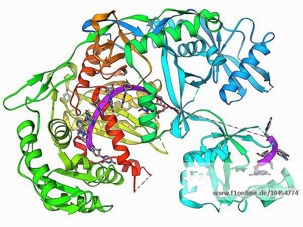 Argonaute-Protein. Molekulares Modell des menschlichen Argonaute-2-Proteins im Komplex mit microRNA (Mikro-Ribonukleinsäure). Dieses Protein ist Teil des RNA-induzierten Silencing-Komplexes (RISC). RISC spielt eine Rolle bei der Genregulation und der Abwehr von Virusinfektionen. Argonaute-Protein und microRNA