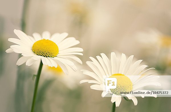 Shasta daisy (^ILeucanthemum^i 'Filigran') flowers. Shasta daisy (Leucanthemum 'Filigran')