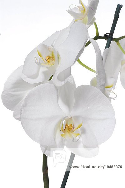 Weiße Phaleanopsis-Orchidee auf weißem Hintergrund  weiße Orchidee