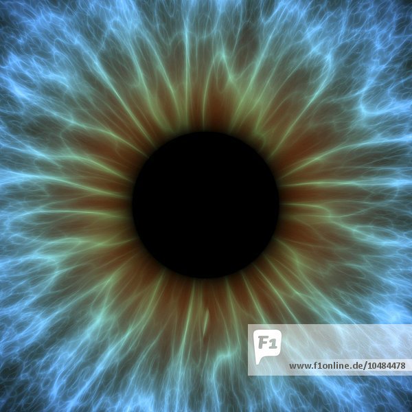 Auge. Computergrafik einer Nahaufnahme von Iris und Pupille eines Auges. Die Iris  ein farbiger Muskelring  reguliert die Lichtmenge  die durch die Pupille (schwarz) in das Auge eintritt. Auge  Regenbogenhaut
