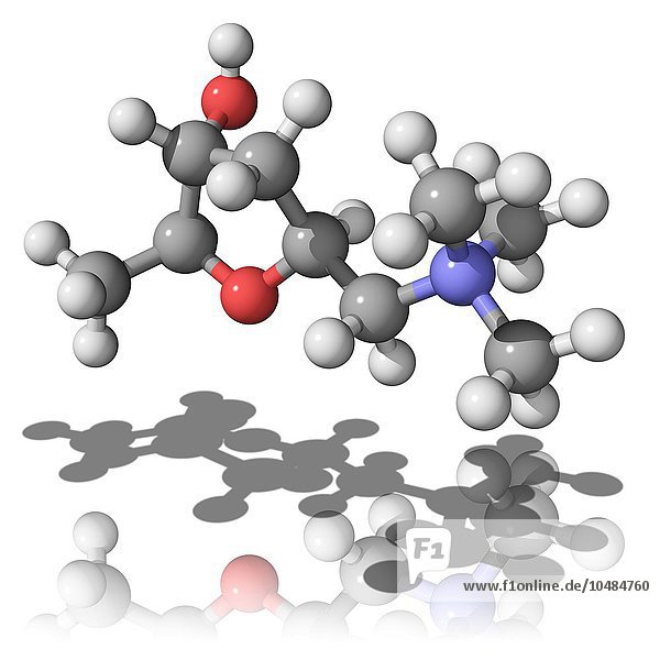 Muscarin  molekulares Modell. Diese giftige Verbindung ist in einer Reihe von Pilzen enthalten. Die Atome sind als Kugeln dargestellt und farblich codiert: Kohlenstoff (grau)  Wasserstoff (weiß)  Sauerstoff (rot) und Stickstoff (blau). Muscarin-Molekül