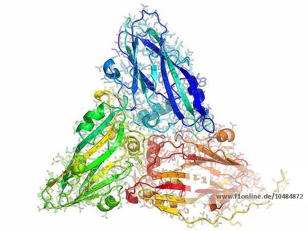 Southern bean mosaic virus capsid protein  molekulares Modell Southern bean mosaic virus capsid protein