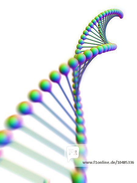 DNA-Molekül  Computergrafik. Die DNA (Desoxyribonukleinsäure) besteht aus zwei Strängen  die zu einer Doppelhelix verdreht sind. Die DNA enthält Abschnitte  die Gene genannt werden und die genetische Information des Körpers kodieren. DNA-Molekül  Kunstwerk