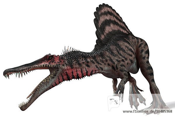 Spinosaurus Dinosaurier  Computergrafik. Dieser Dinosaurier lebte vor 95 bis 80 Millionen Jahren während der späten Kreidezeit. Spinosaurus Dinosaurier  Kunstwerk