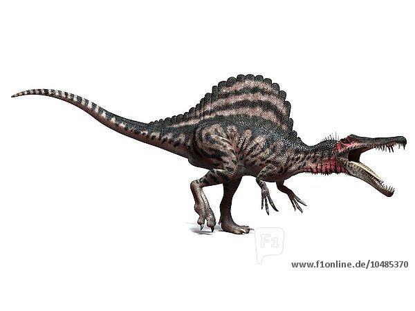 Spinosaurus Dinosaurier  Computergrafik. Dieser Dinosaurier lebte vor 95 bis 80 Millionen Jahren während der späten Kreidezeit. Spinosaurus Dinosaurier  Kunstwerk