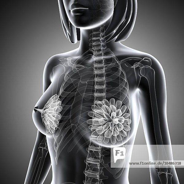 Anatomie der Brust  Computergrafik Anatomie der Brust  Kunstwerk