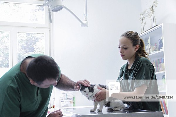 Tierarzt bei der Untersuchung einer Katze Tierarzt bei der Untersuchung einer Katze