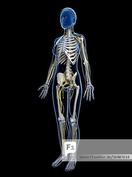 Weibliches Skelett und Nervensystem  Computergrafik  weibliche Anatomie  Kunstwerk