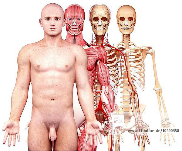 Männliche Anatomie  Computerkunstwerk Männliche Anatomie  Kunstwerk