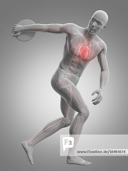 Männliches kardiovaskuläres System  Computerbild Männliches kardiovaskuläres System  Kunstwerk