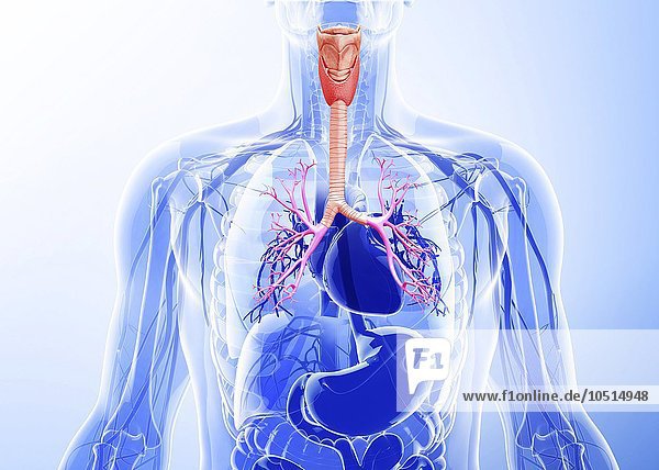 Menschliches Atmungssystem  Computerkunstwerk Menschliches Atmungssystem  Kunstwerk