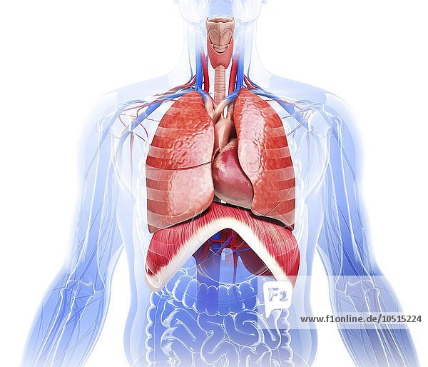 Menschliches Atmungssystem  Computerkunstwerk Menschliches Atmungssystem  Kunstwerk