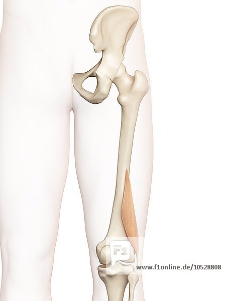 Menschliche Oberschenkelmuskeln  Illustration