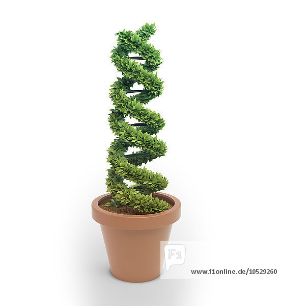 Topfpflanze in Form einer DNA  Illustration