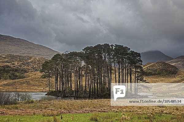 Bäume am See  umgeben von Hochland  Schottland