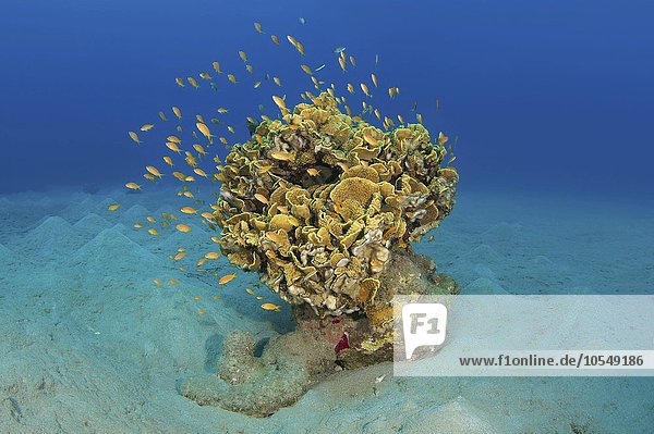 Einzelne Koralle (Corallum) auf dem sandigen Meeresboden  Rotes Meer  Abu Dabab  Ägypten  Afrika