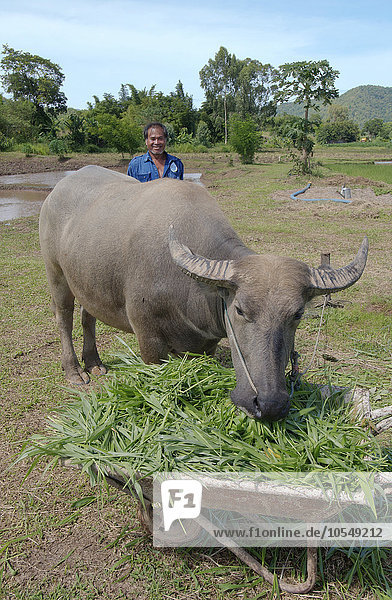 Thai farmer feeding grass to a Water Buffalo or domestic Asian Water Buffalo (Bubalus bubalis  syn. Bubalus arnee)  Loei province  Thailand  Asia