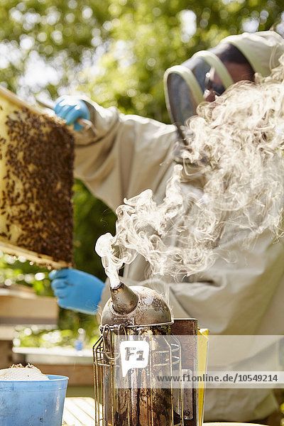 Ein Imker in einem Imkeranzug mit einem Raucher,  der seine Bienenstöcke öffnet und kontrolliert.
