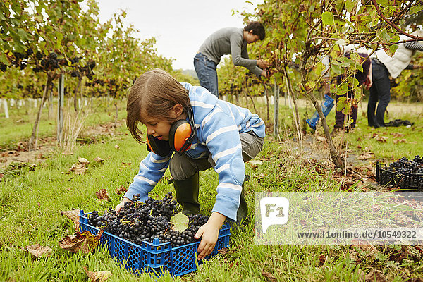 A young girl picking up a crate of grapes from the ground in a vineyard.