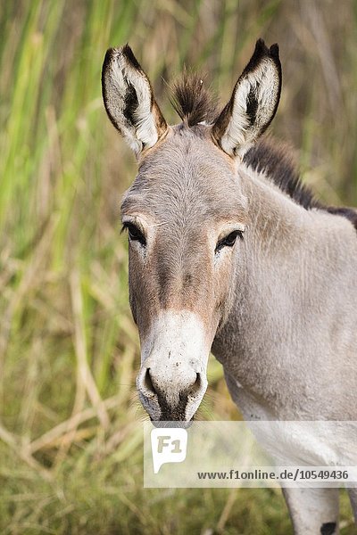 Esel (Equus asinus)  Djoudj-Nationalpark  Senegal  Afrika