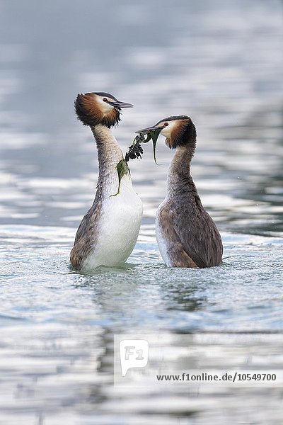 Haubentaucher (Podiceps cristatus)  balzendes Brutpaar  Paar beim Pinguintanz und präsentieren von Nistmaterial  Bodensee  Baden Württemberg  Deutschland  Europa