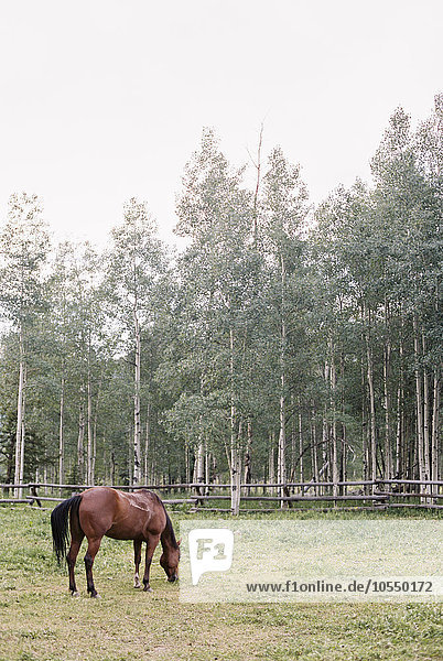 Brown horse grazing in a paddock on a ranch.